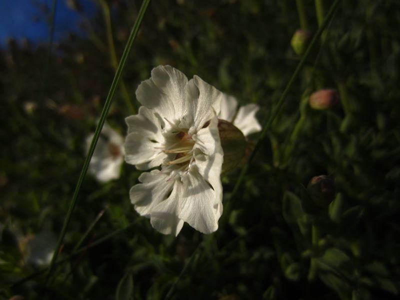 Sea Campion Silene uniflora lus ny brooinyn hraie