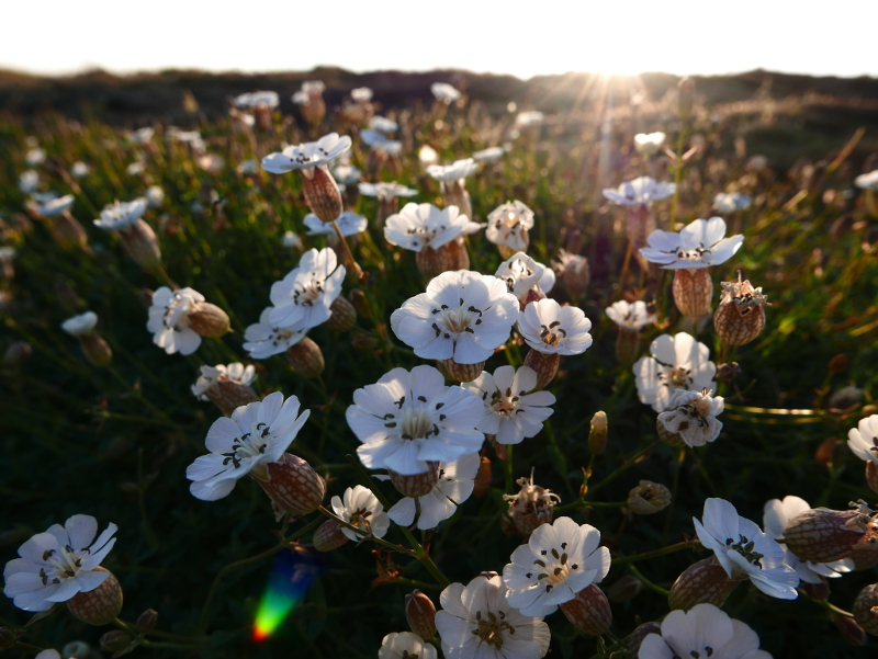 Sea Campion Silene uniflora lus ny brooinyn hraie