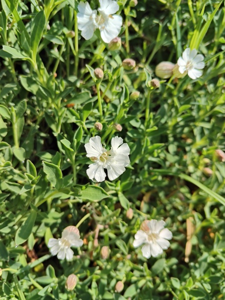 Sea Campion Silene uniflora lus ny brooinyn hraie