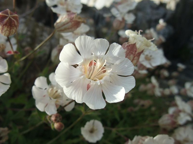 Sea Campion Silene uniflora lus ny brooinyn hraie