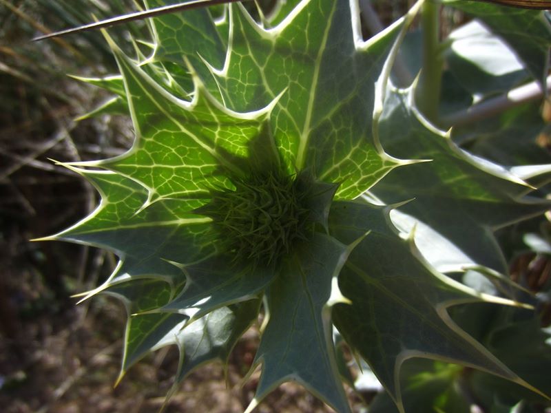 Sea Holly Eryngium maritimum Hollin traie