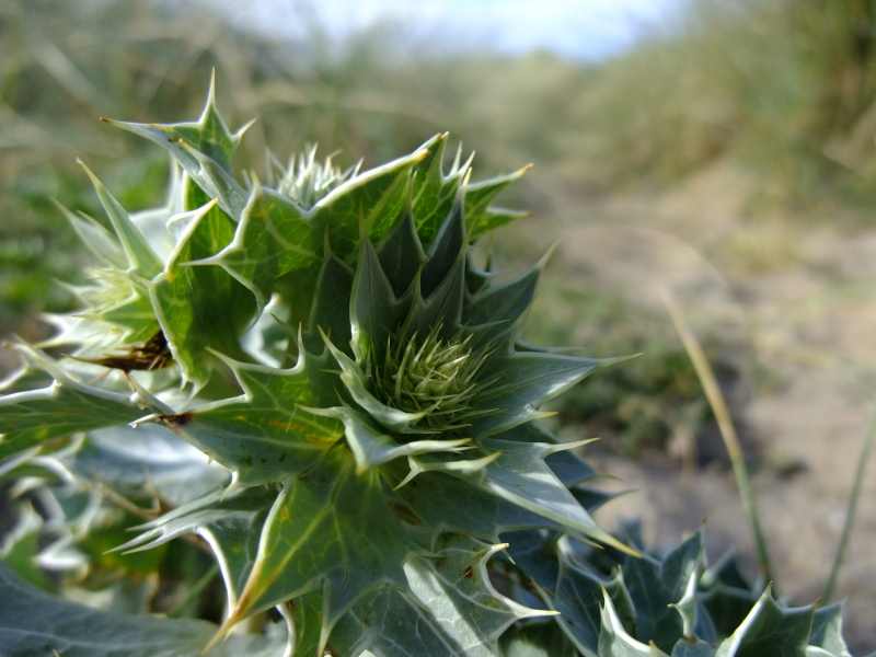 Sea Holly Eryngium maritimum Hollin traie