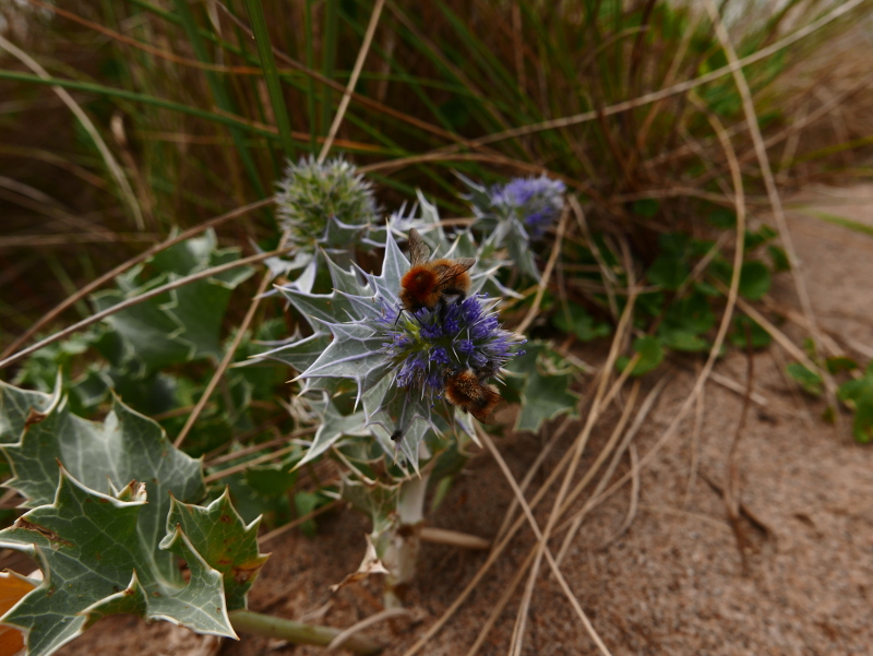 Sea Holly Eryngium maritimum Hollin traie