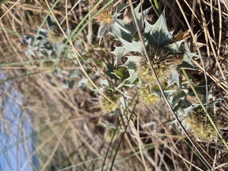 Sea Holly Eryngium maritimum Hollin traie
