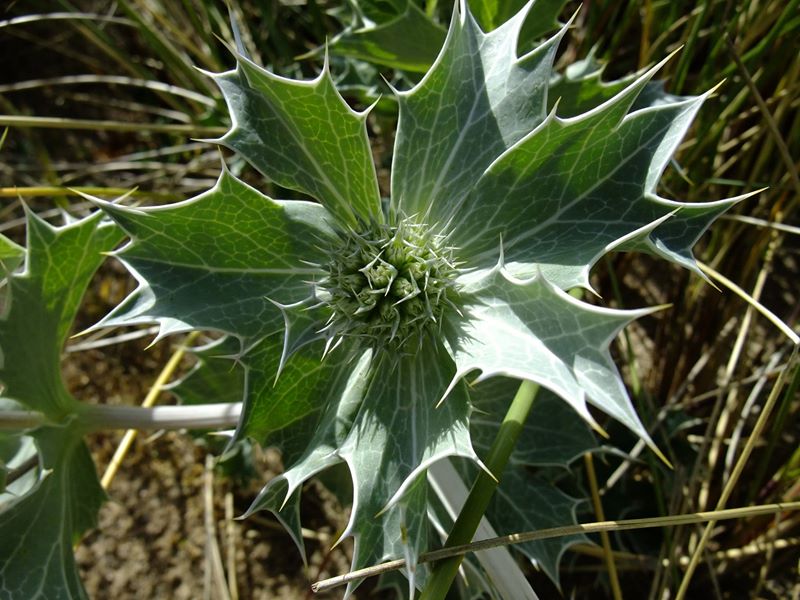 Sea Holly Eryngium maritimum Hollin traie