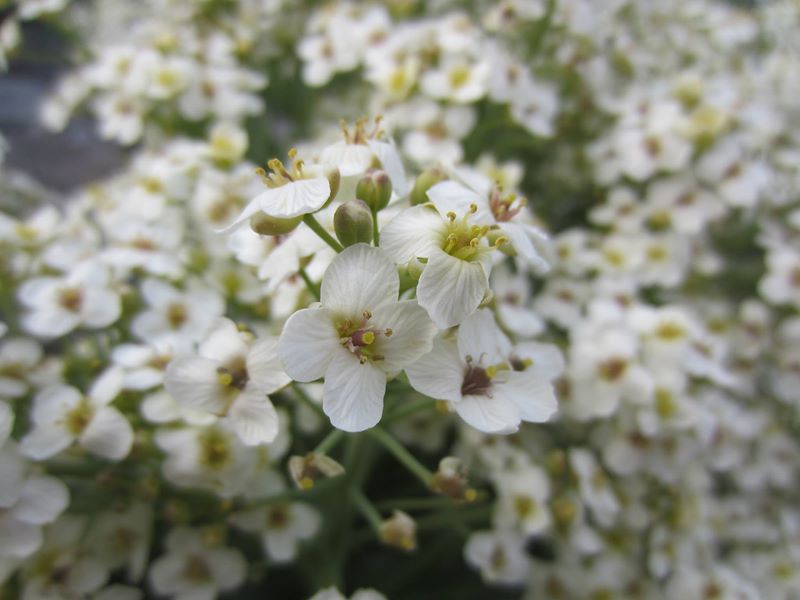 Sea Kale Crambe maritima caayl ny marrey