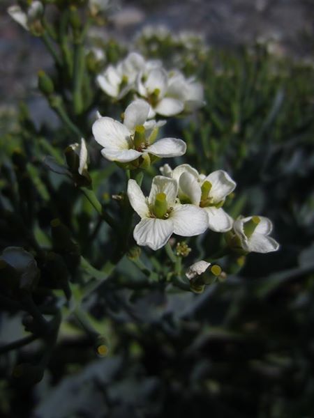 Sea Kale Crambe maritima caayl ny marrey