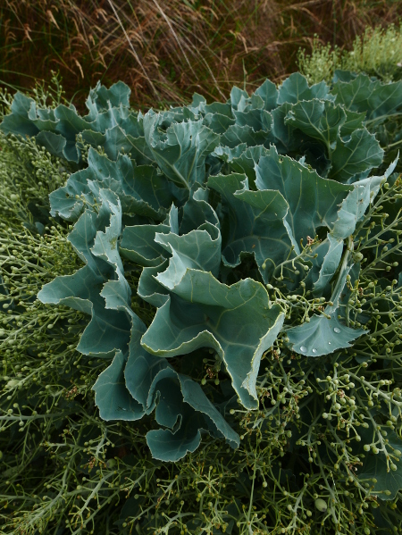 Sea Kale Crambe maritima caayl ny marrey