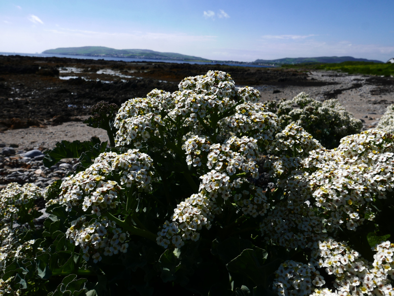 Sea Kale Crambe maritima caayl ny marrey