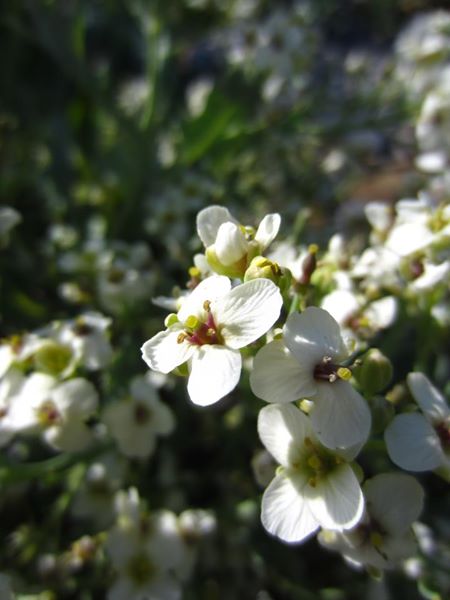 Sea Kale Crambe maritima caayl ny marrey