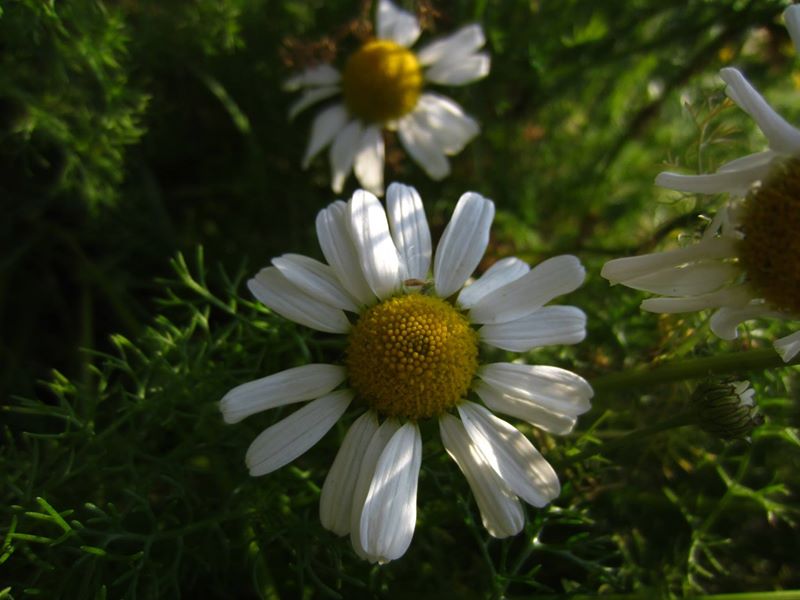 Sea Mayweed Tripleurospermum maritimum Neaynin ny marrey