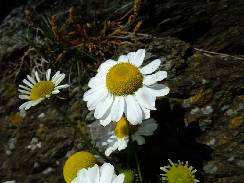 Sea Mayweed Tripleurospermum maritimum Neaynin ny marrey