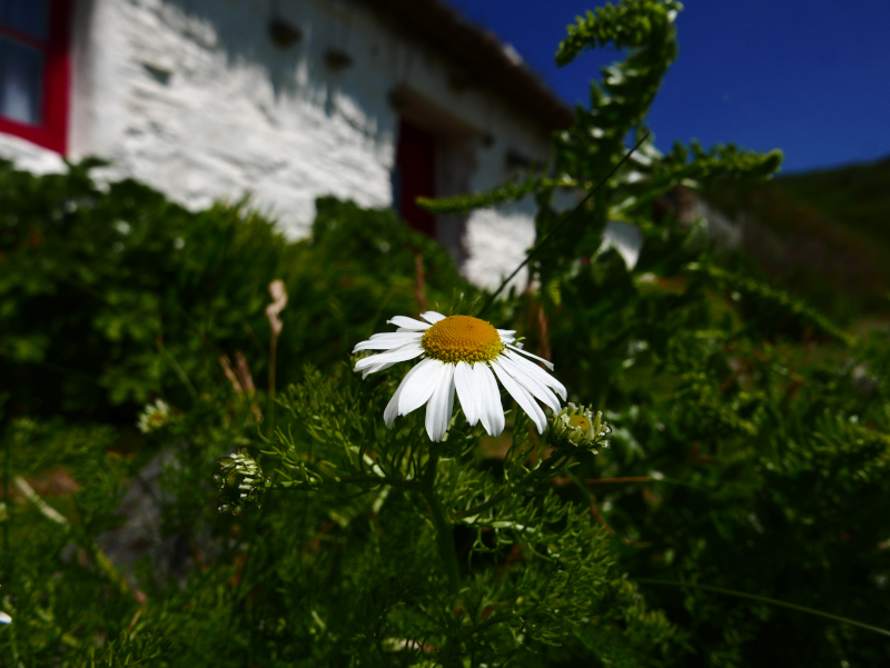 Sea Mayweed Tripleurospermum maritimum Neaynin ny marrey