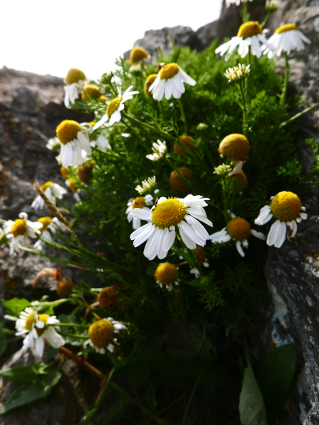 Sea Mayweed Tripleurospermum maritimum Neaynin ny marrey