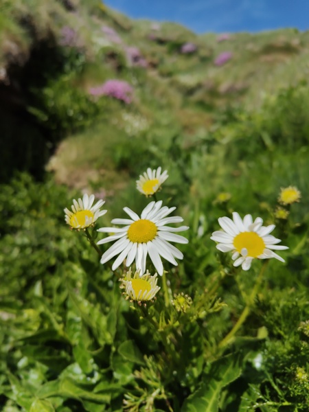 Sea Mayweed Tripleurospermum maritimum Neaynin ny marrey