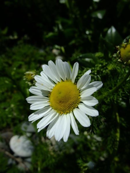 Sea Mayweed Tripleurospermum maritimum Neaynin ny marrey