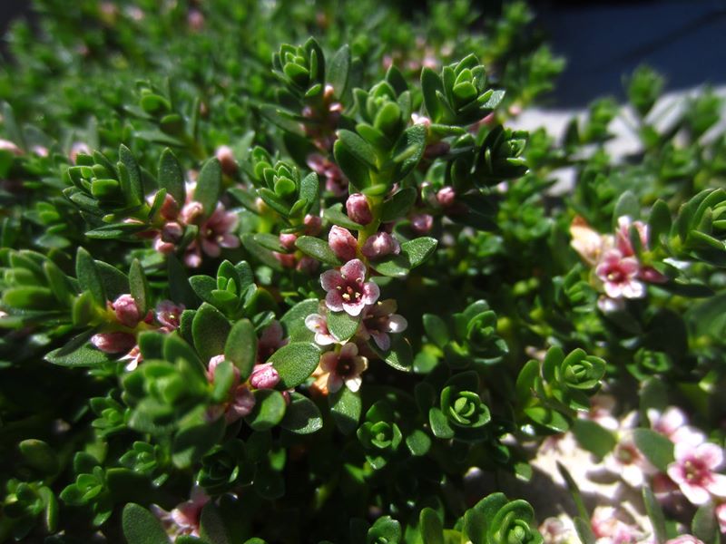 Sea Milkwort Lysimachia maritima Lus yn tailley