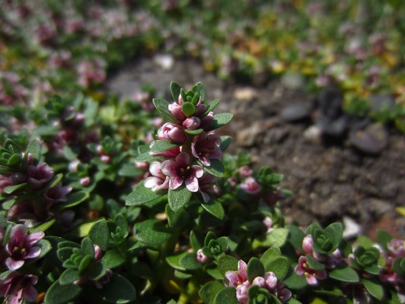 Sea Milkwort Lysimachia maritima Lus yn tailley