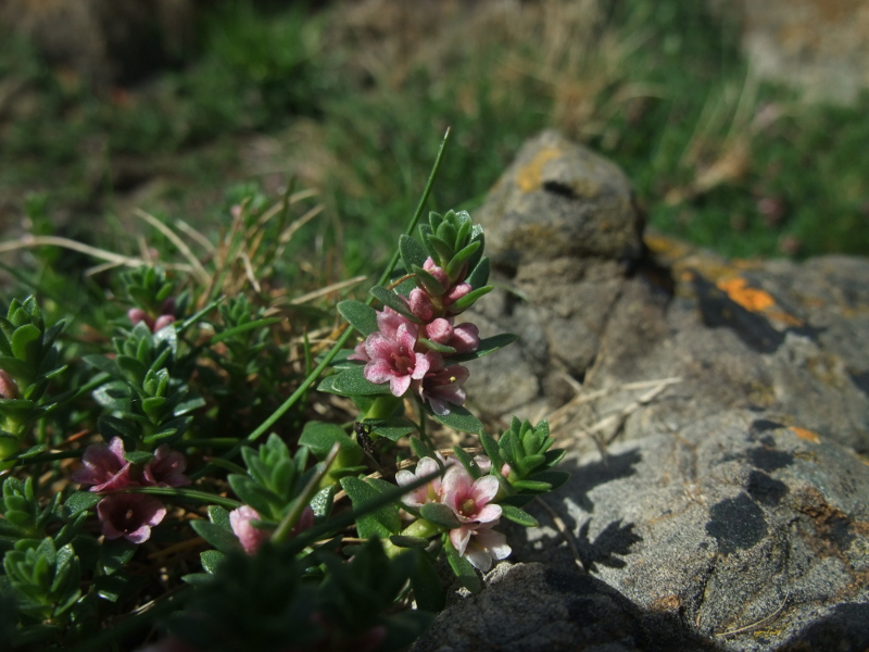 Sea Milkwort Lysimachia maritima Lus yn tailley