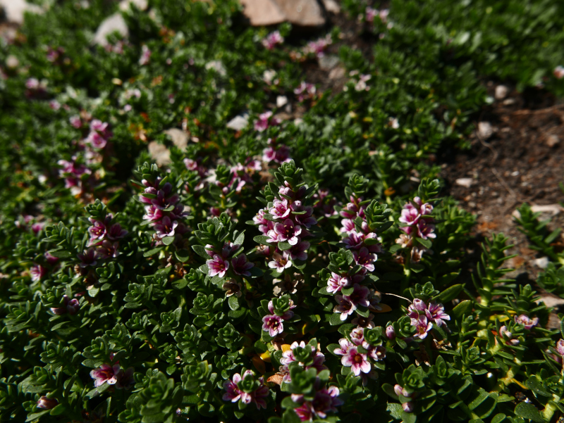 Sea Milkwort Lysimachia maritima Lus yn tailley