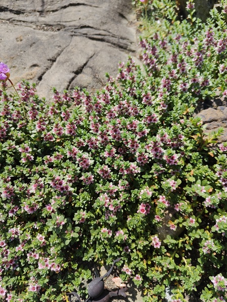 Sea Milkwort Lysimachia maritima Lus yn tailley