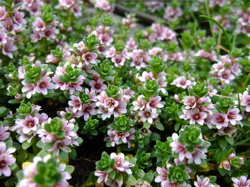 Sea Milkwort Lysimachia maritima Lus yn tailley