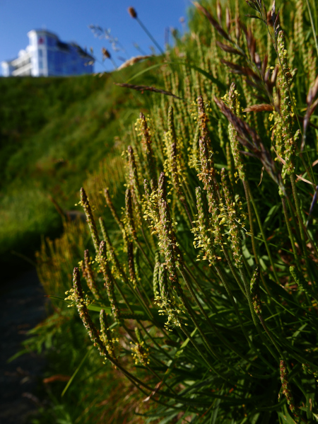 Sea Plantain Plantago maritima cabbag aalin