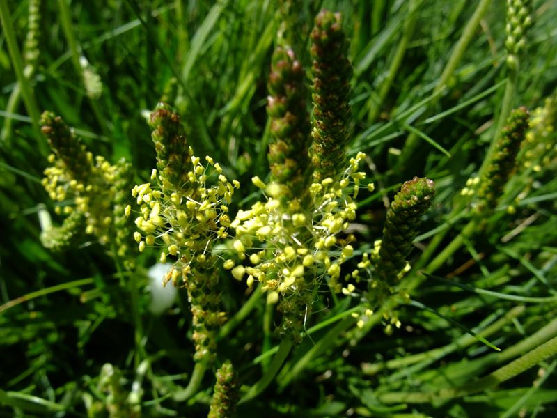 Sea Plantain Plantago maritima cabbag aalin