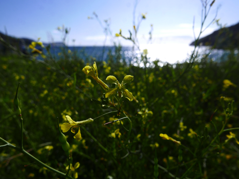 Sea Radish Raphanus raphanistrum ssp. maritimus Fraue-ruy marrey