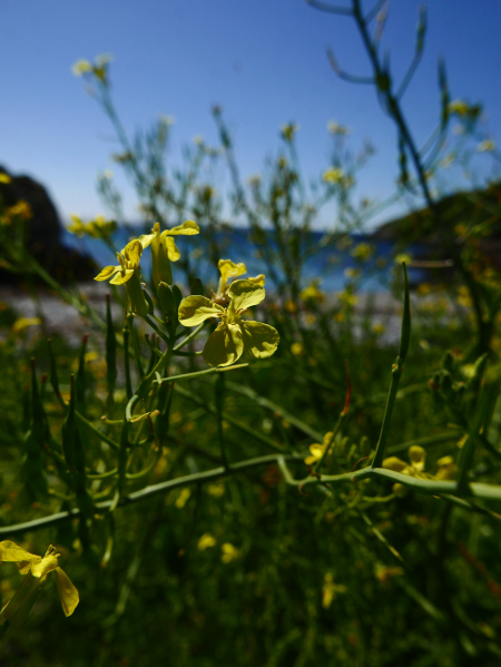 Sea Radish Raphanus raphanistrum ssp. maritimus Fraue-ruy marrey