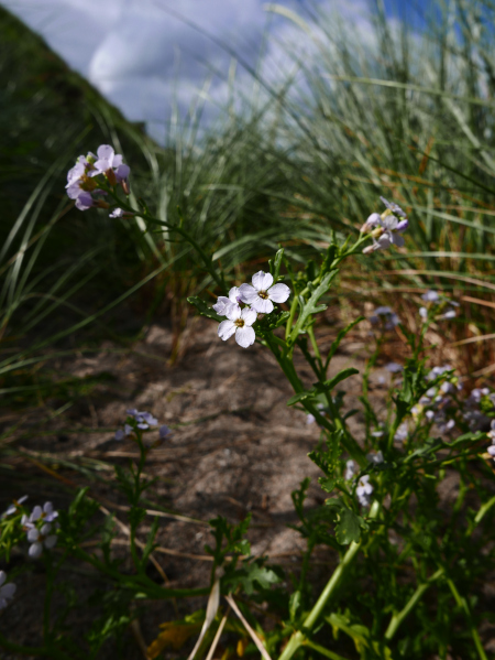 Sea Rocket Cakile maritima Roggad ny marrey