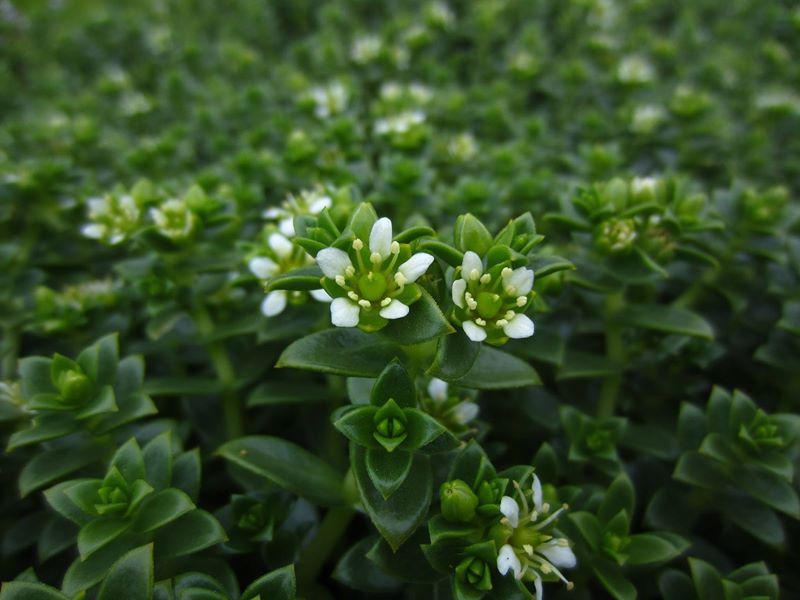 Sea Sandwort Honckenya peploides Lus-gheinnee