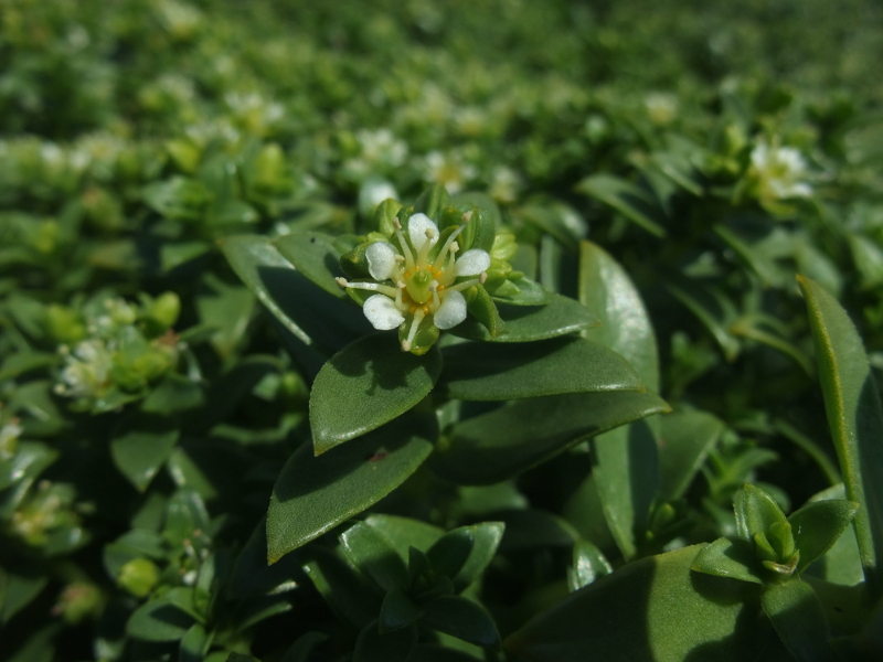 Sea Sandwort Honckenya peploides Lus-gheinnee