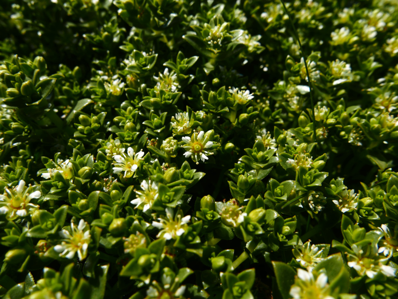 Sea Sandwort Honckenya peploides Lus-gheinnee