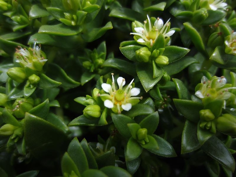 Sea Sandwort Honckenya peploides Lus-gheinnee