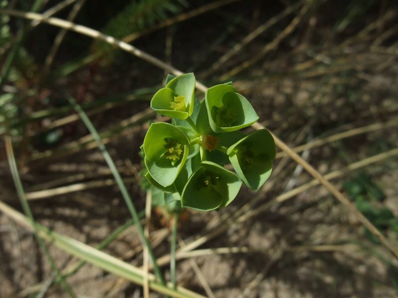 Sea Spurge Euphorbia paralias Spursh varrey