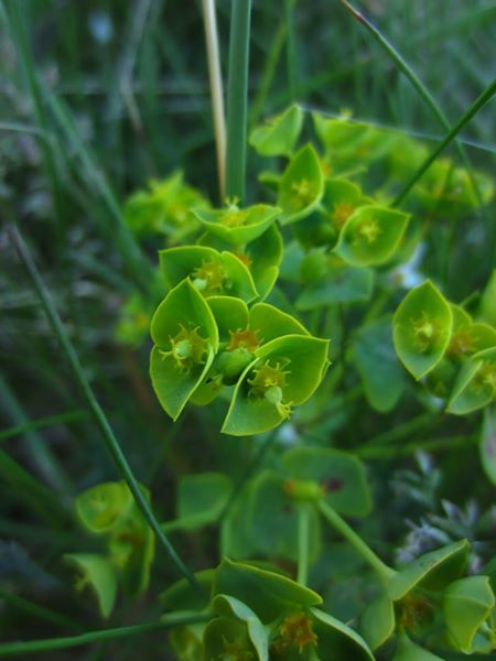 Sea Spurge Euphorbia paralias Spursh varrey