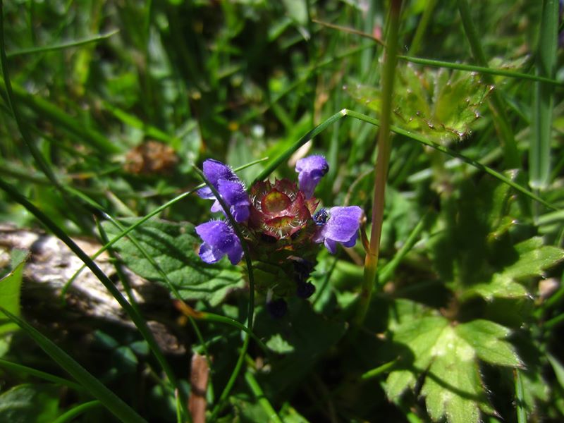 Self-heal Prunella vulgaris lus y chione cast