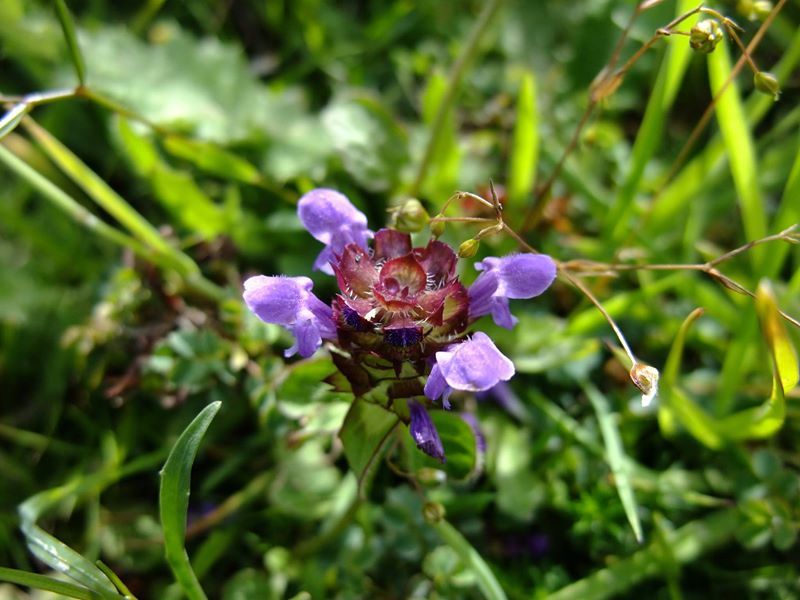 Self-heal Prunella vulgaris lus y chione cast