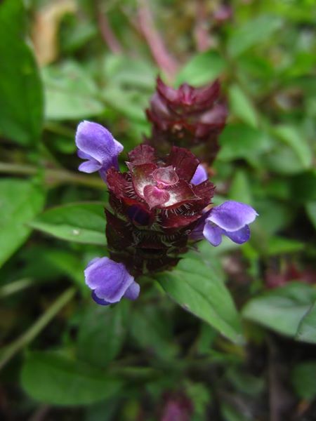 Self-heal Prunella vulgaris lus y chione cast