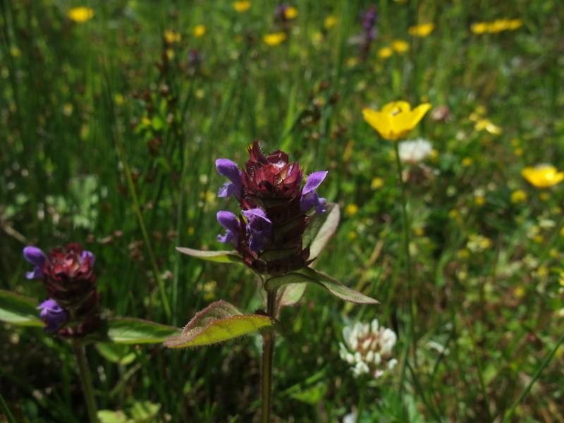 Self-heal Prunella vulgaris lus y chione cast