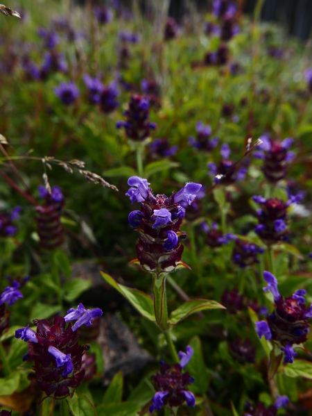 Self-heal Prunella vulgaris lus y chione cast