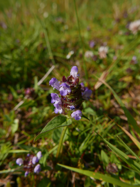 Self-heal Prunella vulgaris lus y chione cast