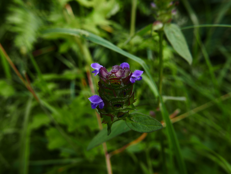 Self-heal Prunella vulgaris lus y chione cast