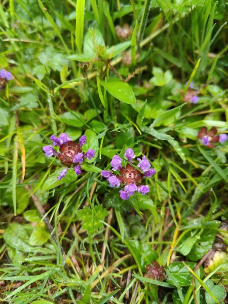 Self-heal Prunella vulgaris lus y chione cast