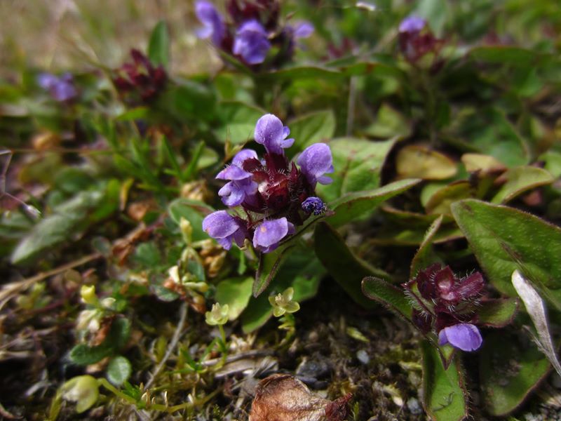 Self-heal Prunella vulgaris lus y chione cast