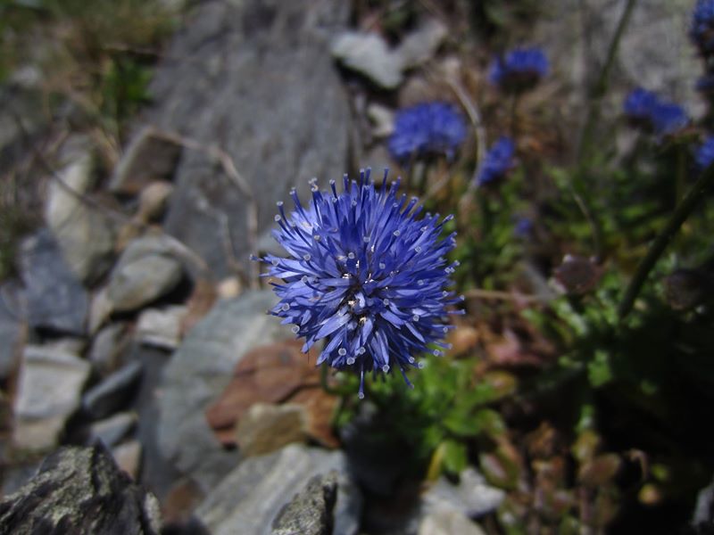 Sheep's Bit Jasione montana cramman gorryrn