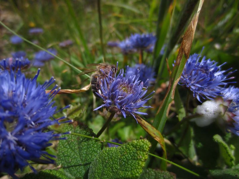 Sheep's Bit Jasione montana cramman gorryrn