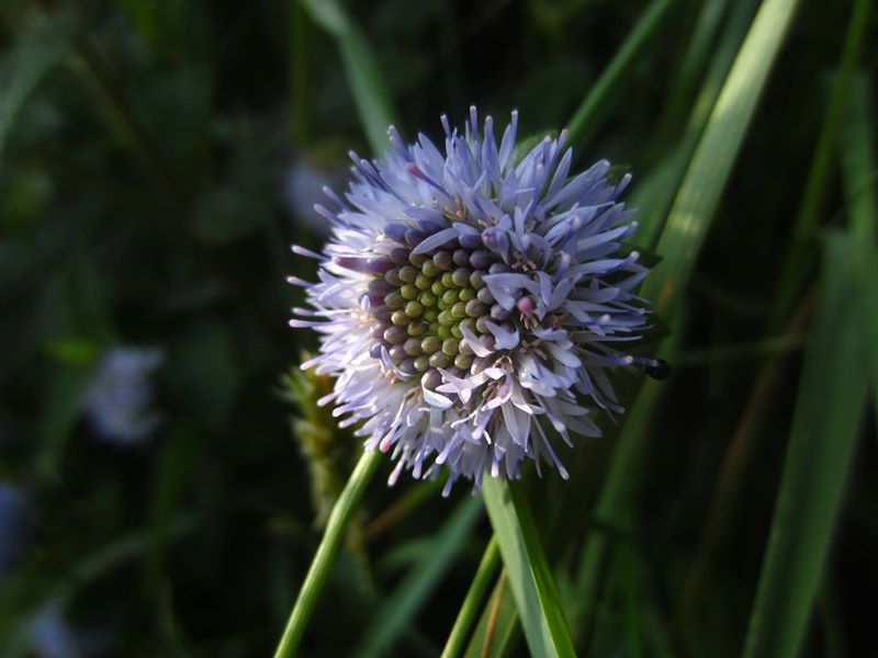 Sheep's Bit Jasione montana cramman gorryrn