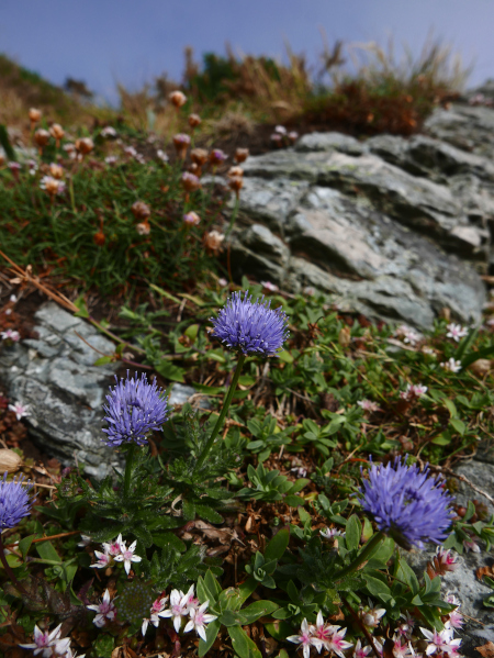 Sheep's Bit Jasione montana cramman gorryrn